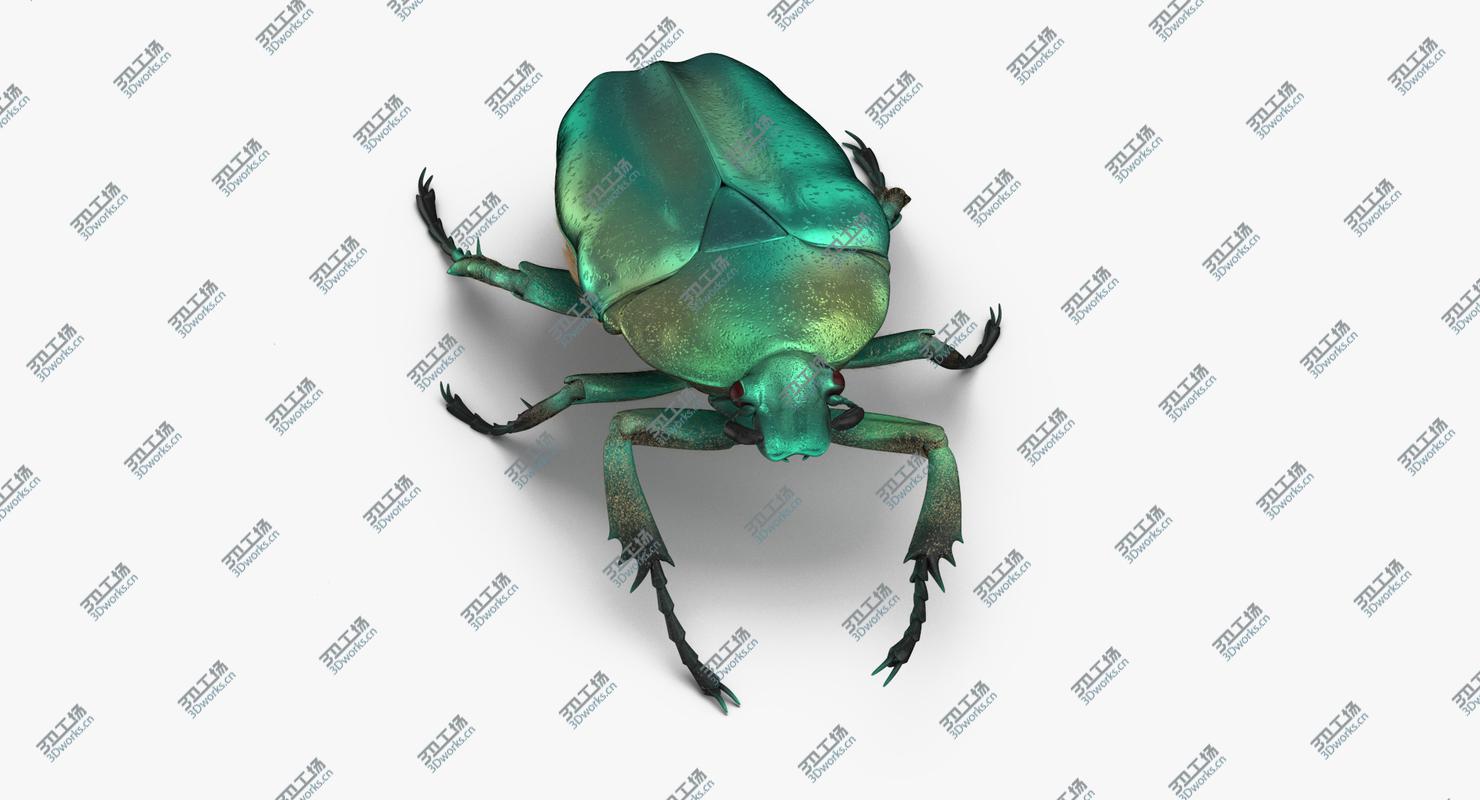 images/goods_img/2021040231/Green Scarab Beetle Walking 02(1) 3D model/4.jpg